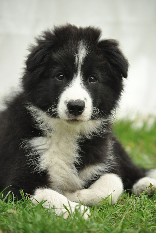 Accueillir un chiot Border Collie