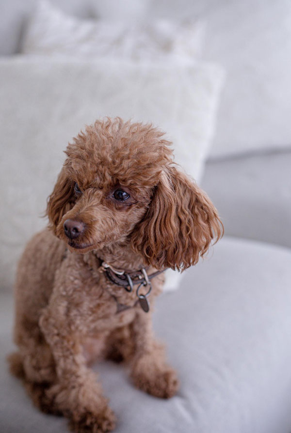 Accueillir un chiot Caniche