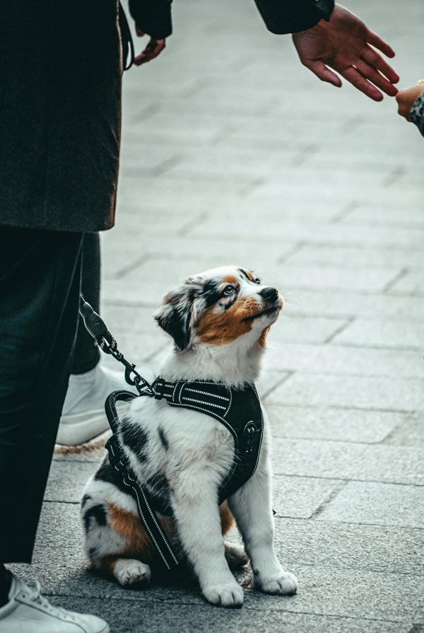 Activités physiques chiot Berger Australien