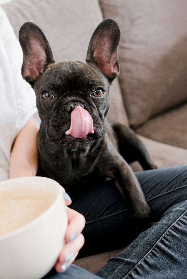 Activités physiques chiot Bouledogue Français