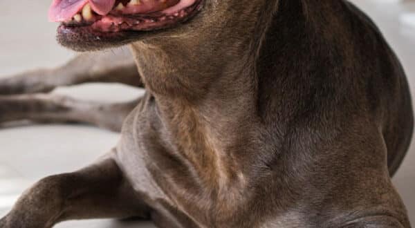 Chien avec une bronchite
