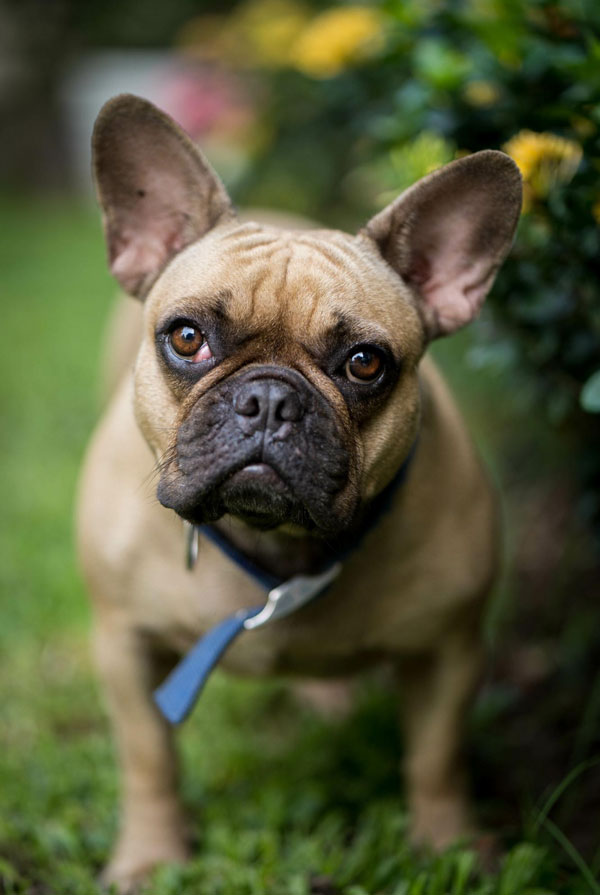 Caractéristiques physiques du Bouledogue Français
