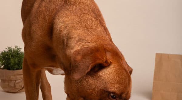 Chien qui mange et fait de l'aérophagie