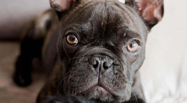 Chien de race Bouledogue Français