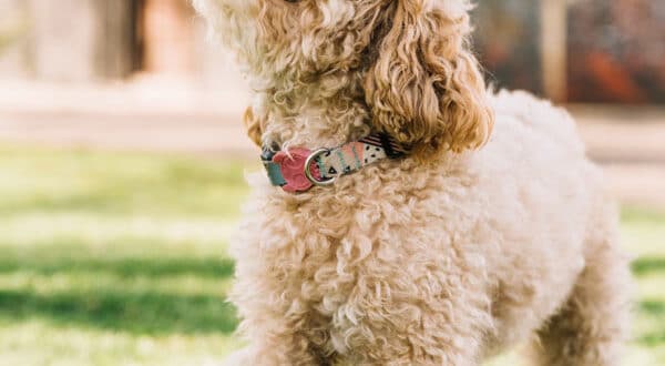 Chien de race Caniche