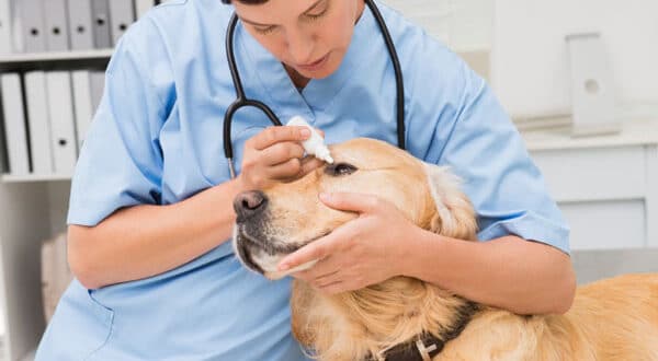 Chien avec des cils ectopiques chez le vétérinaire