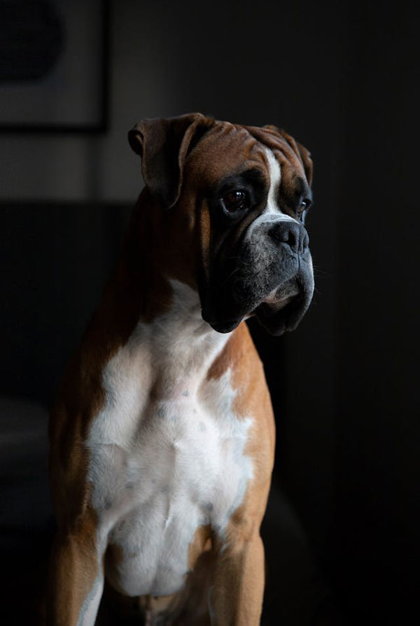 Comportement du Boxer