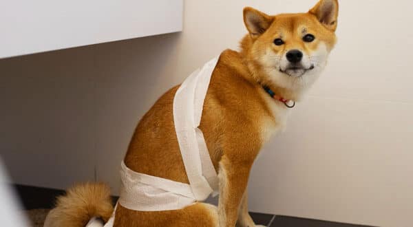 Chien constipé