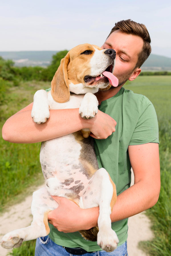 Cout d'entretien d'un Beagle
