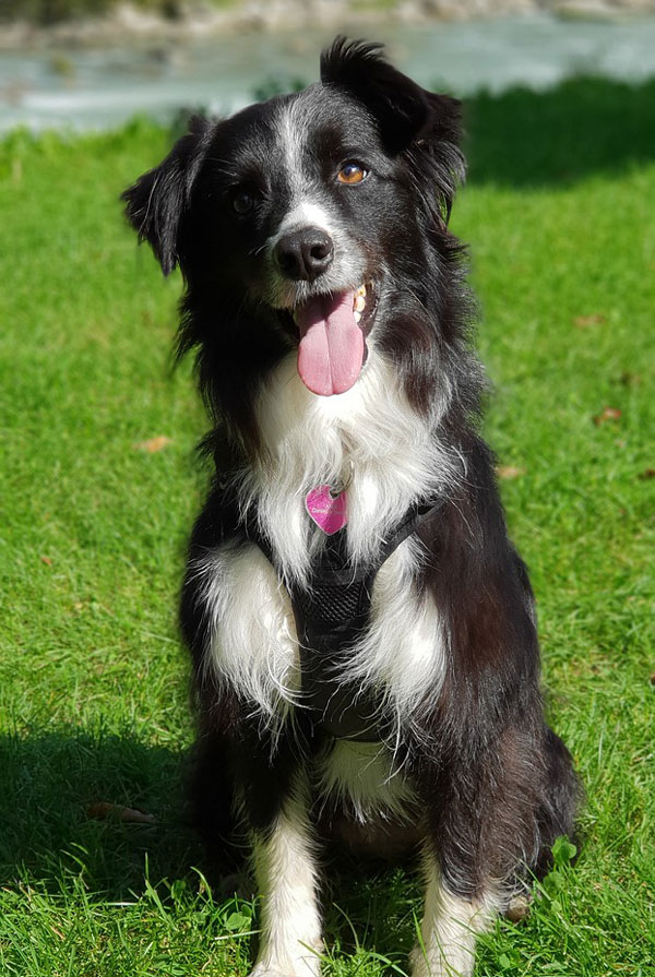Cout d'entretien d'un Border Collie