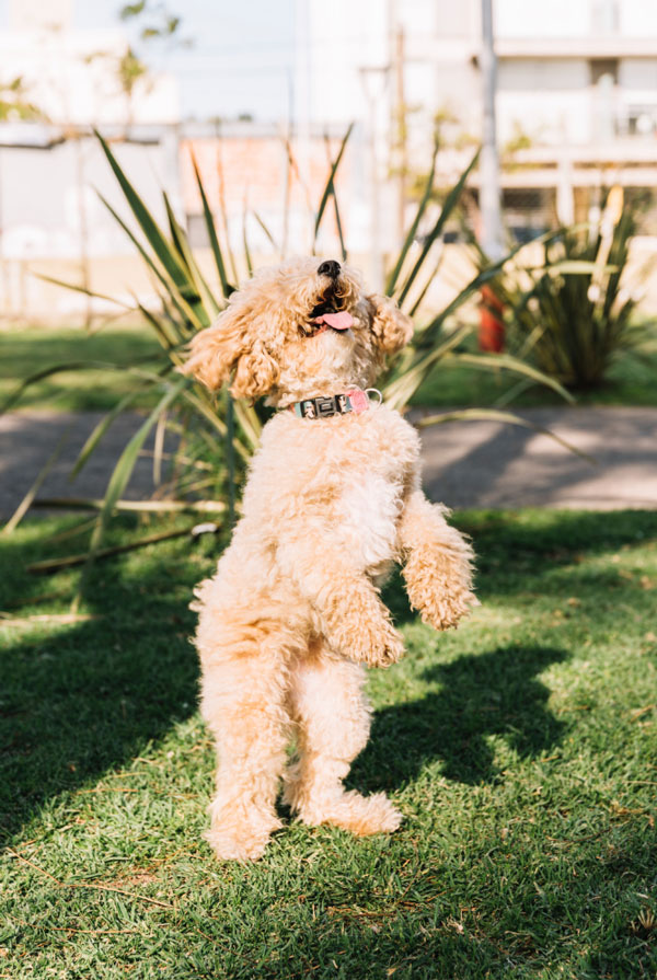 Cout d'entretien d'un Caniche