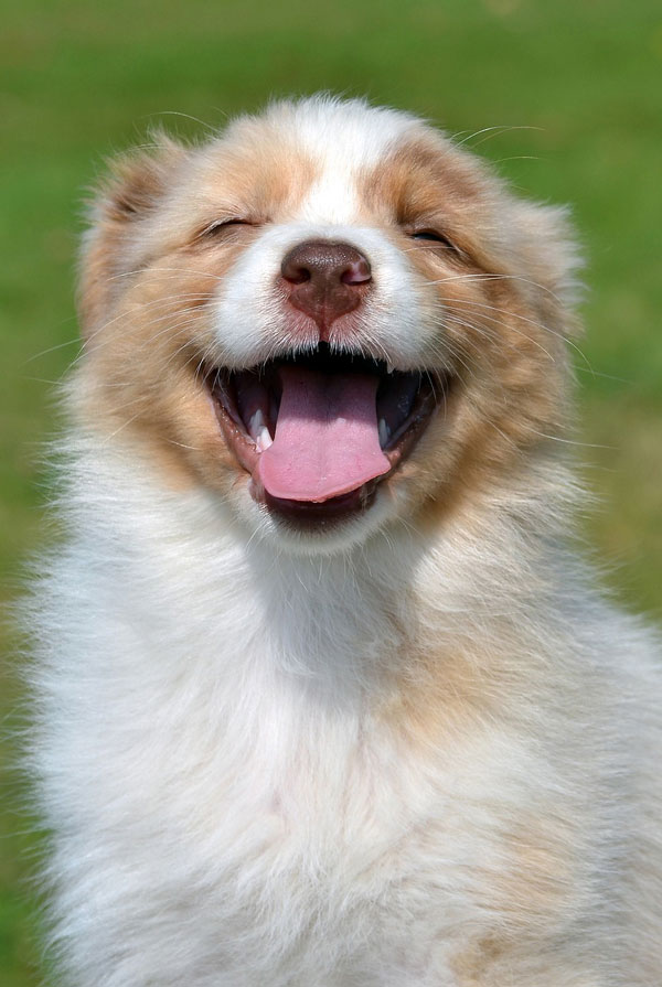 Education du chiot Berger Australien