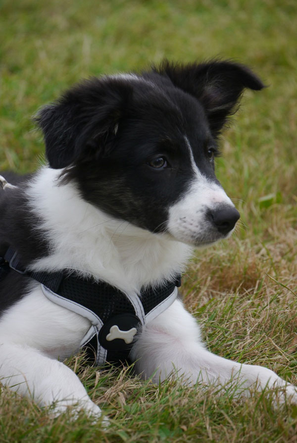 Education du chiot Border Collie