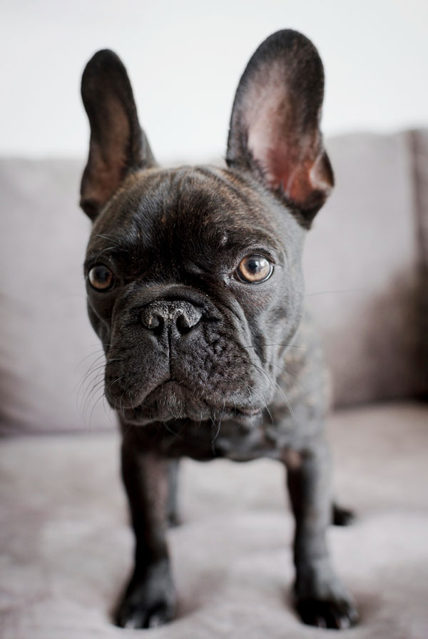 Education du chiot Bouledogue Français
