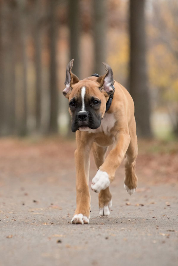 Education du chiot Boxer