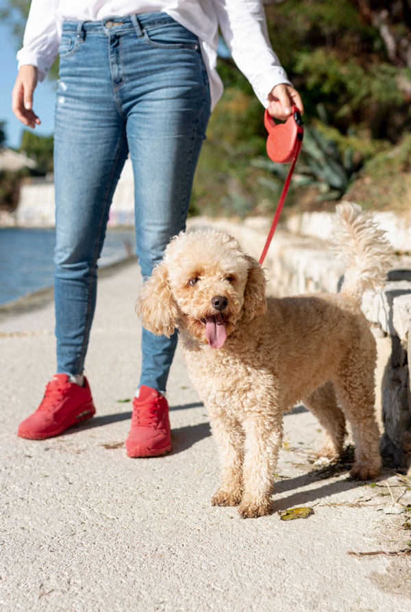 Education du chiot Caniche
