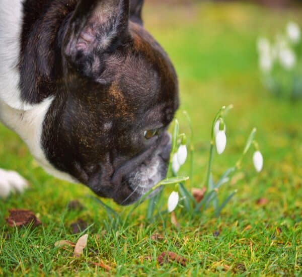 Chien allergique au pollen qui renifle les fleurs