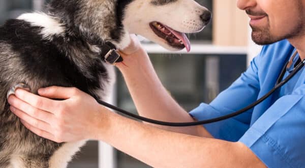 Chien en auscultation pour une giardiose chez le vétérinaire
