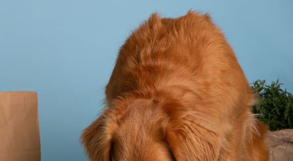 Chien avec maladie de malabsorption
