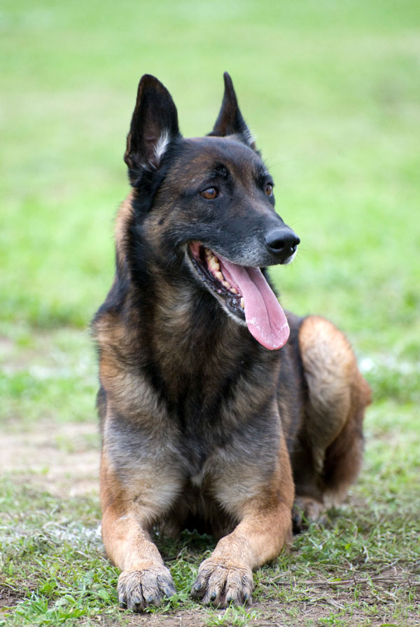 Maladies du Berger Belge Malinois