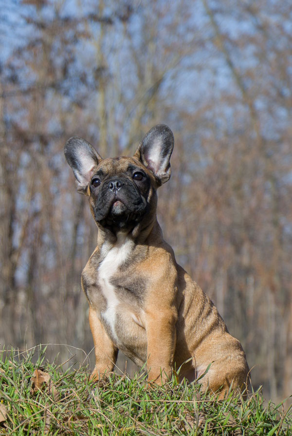 Maladies du Bouledogue Français