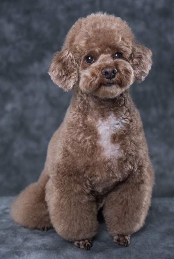 Maladies du Caniche