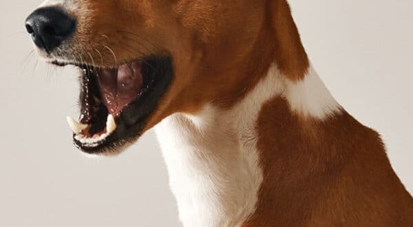 Chien avec mégaoesophage