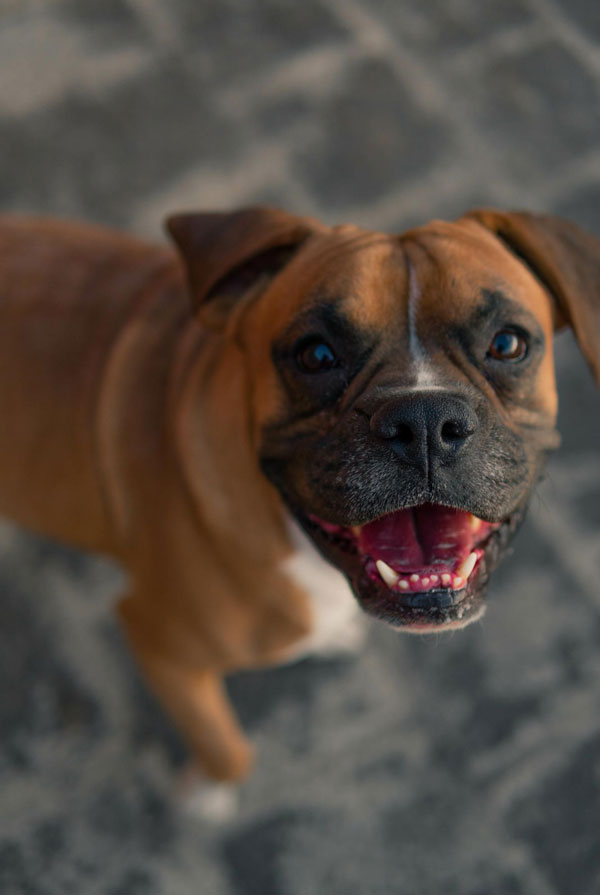 Origine du Boxer