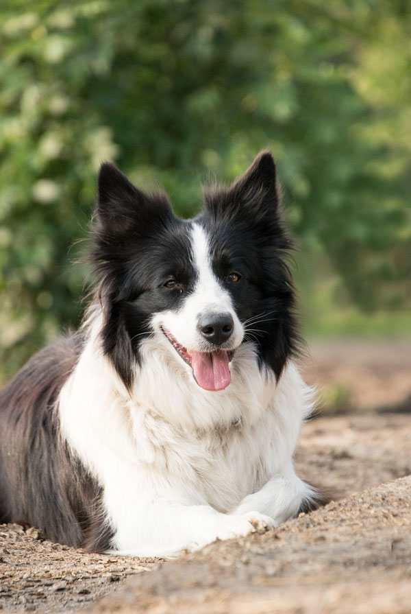 Prix d'achat Border Collie