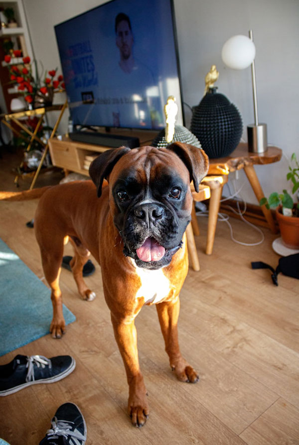Prix d'achat Boxer