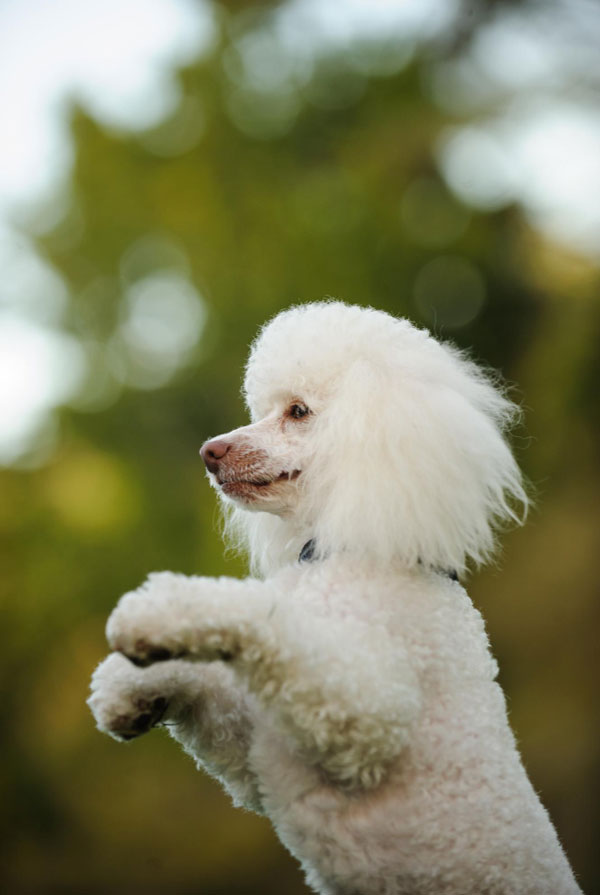 Prix d'achat Caniche