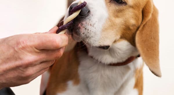 Chien atteint de prurit