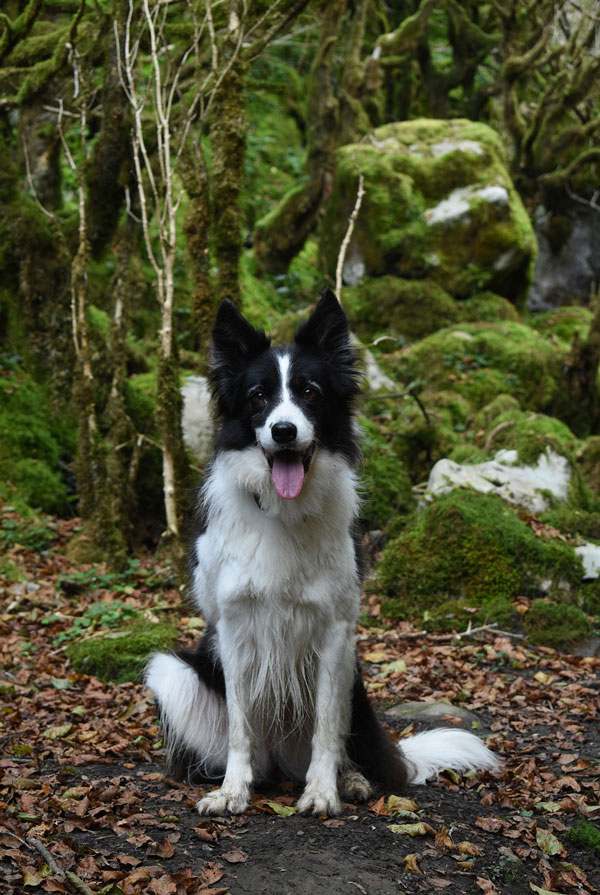 Santé du Border Collie