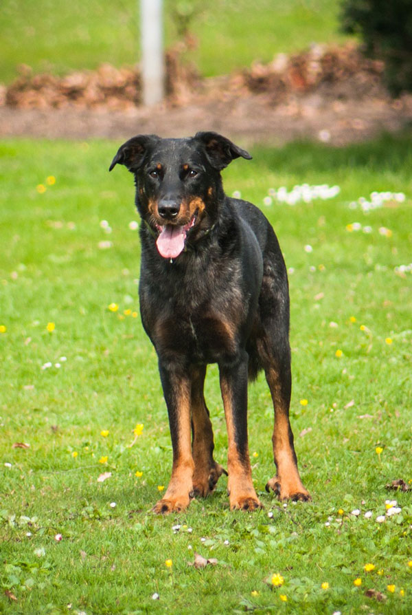 Souscrire assurance Beauceron