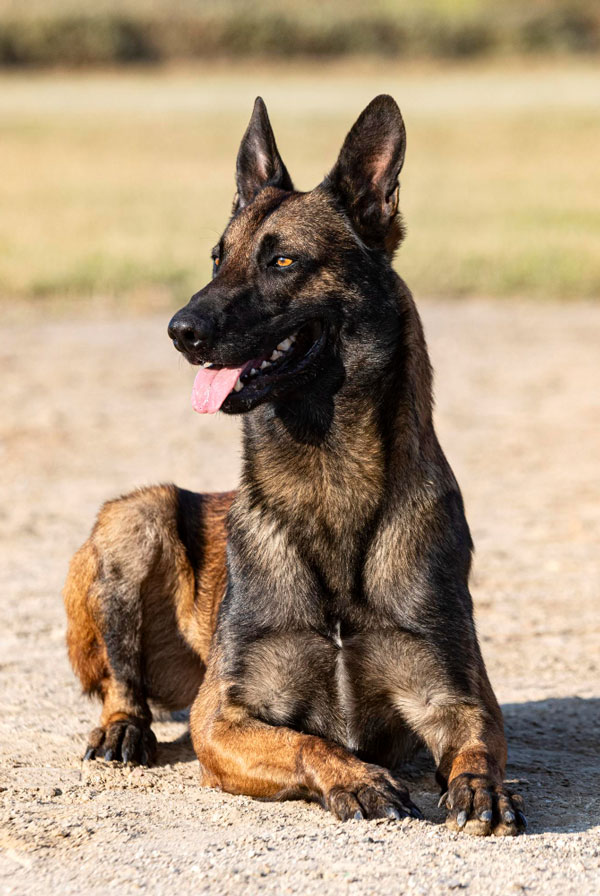 Souscrire assurance Berger Belge Malinois