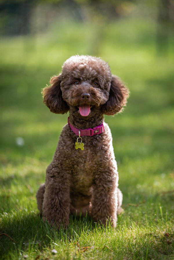Souscrire assurance Caniche