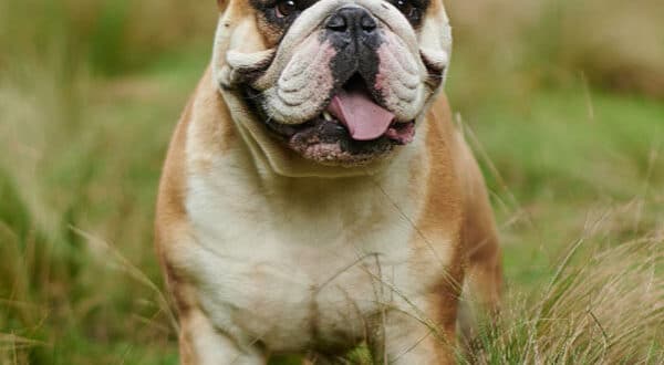 Chien type Bulldog avec sténose des narines