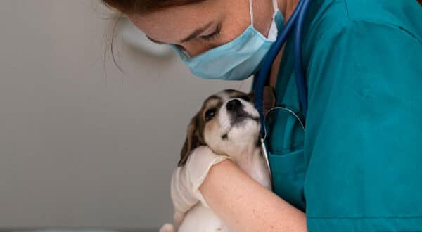 Chien atteint de la teigne chez le vétérinaire