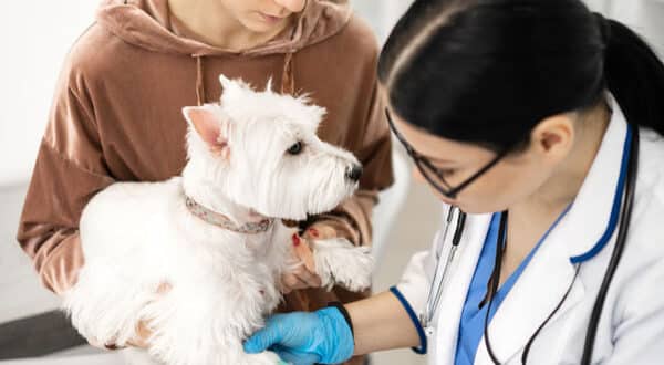 Analyses d'un chien pour des vers intestinaux