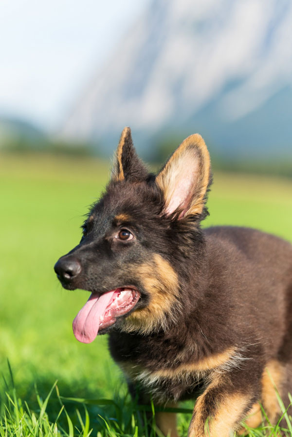 Accueillir un chiot Berger Allemand
