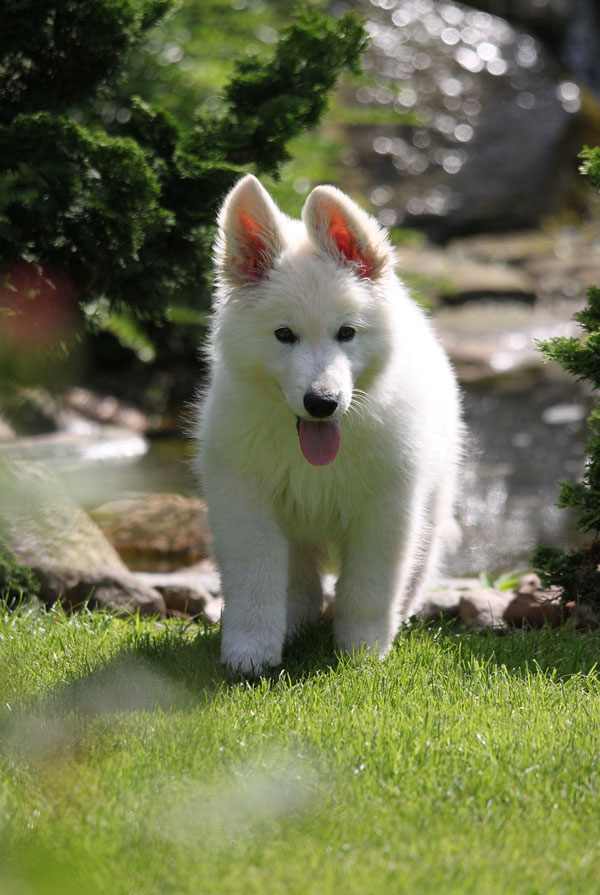 Accueillir un chiot Berger Blanc Suisse