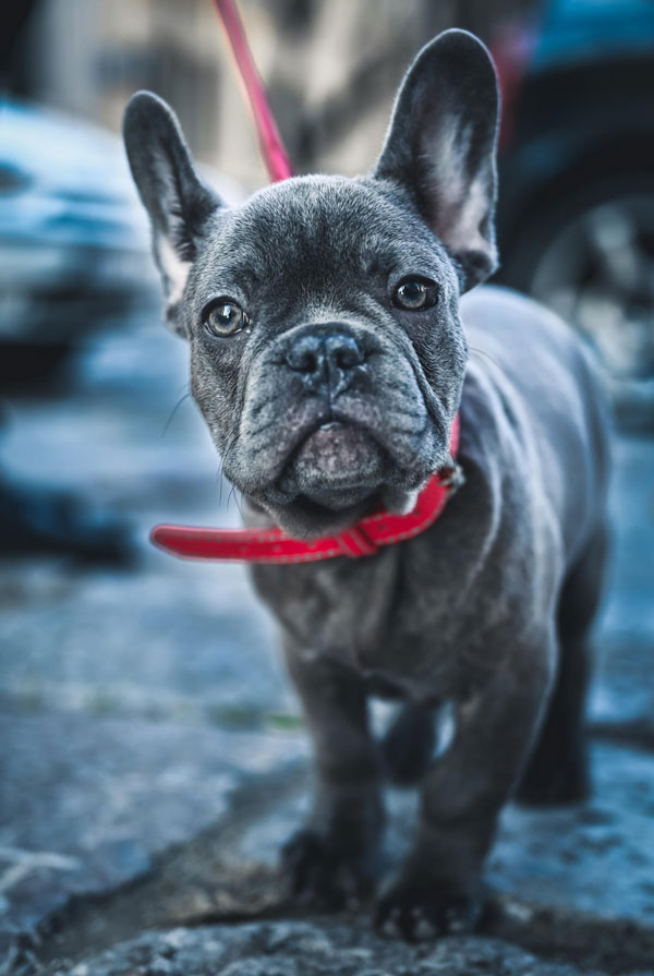 Accueillir un chiot Bouledogue Français
