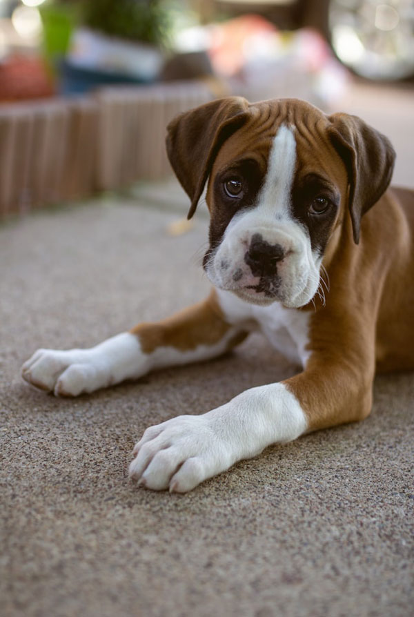 Accueillir un chiot Boxer