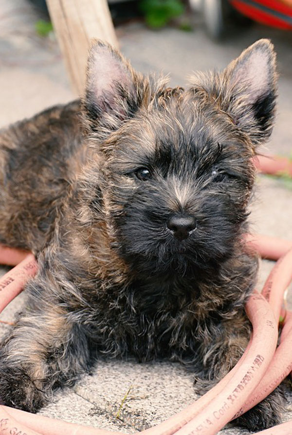 Accueillir un chiot Cairn Terrier