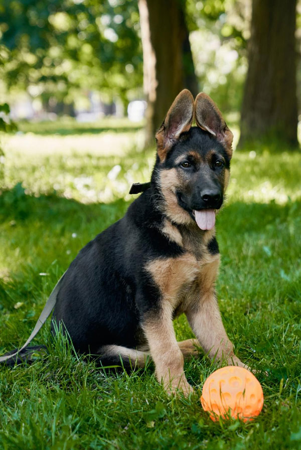 Activités physiques chiot Berger Allemand