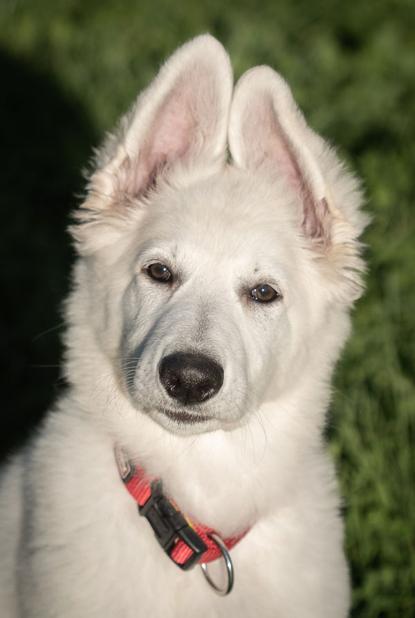 Activités physiques chiot Berger Blanc Suisse