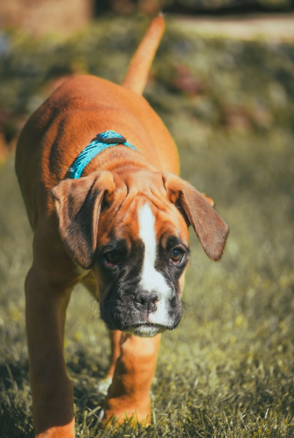 Activités physiques chiot Boxer