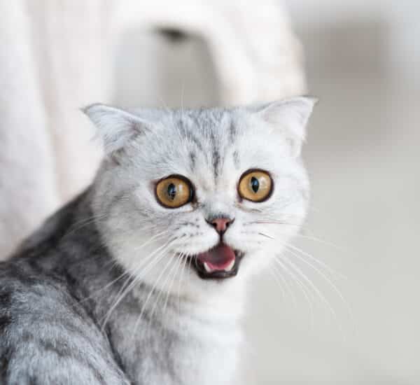 Chat blanc stressé et apeuré