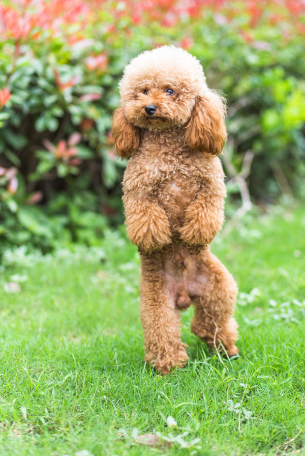 Caractéristiques physiques du Caniche