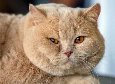Chat roux obèse
